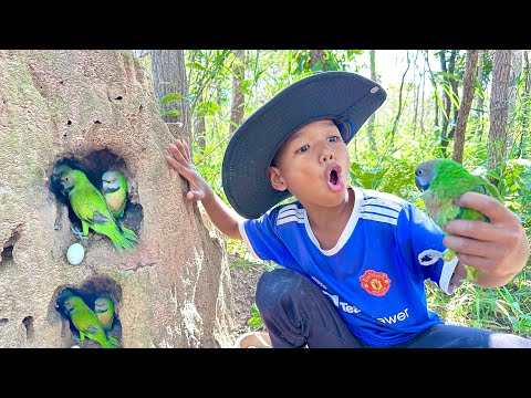 Amazing Video Of Parrots Make Nest In A Hole Underground And A Boy Walk To See. #wildlife #nature