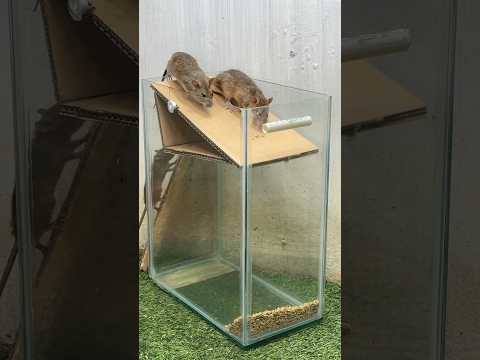Best mouse trap idea/easy mouse trap at home #rattrap #mouse #mousetrap #rat