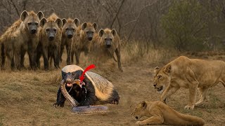 Honey Badger – The Most Fearless Animal on Earth: Takes on Lions, Snakes & Hyenas
