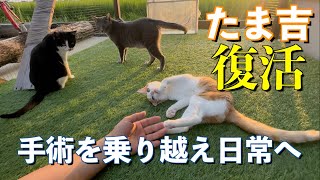 術後元気に復活！みんなと過ごす夕方ルーティン！