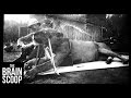 Exploring Animal Behavior Through Science