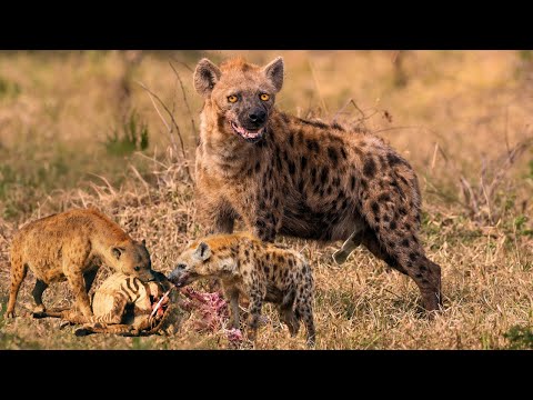 Secrets of Spotted Hyenas