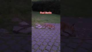 Fox! In Berlin! 🇩🇪 #whatdoesthefoxsay