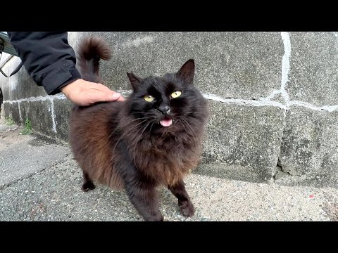 モフモフの黒猫ちゃんが少し警戒しながらナデさせてくれた