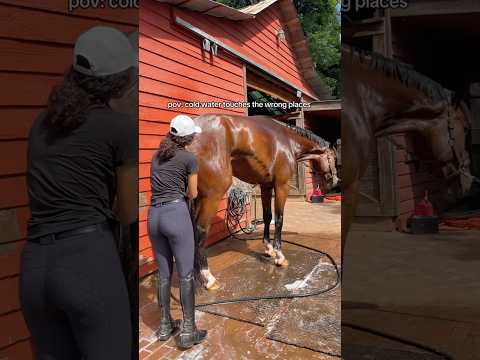 Funny horse🐎😂#dog #funny #for #foryou #fyp #funnyvideo #animal #cat #usa #pets