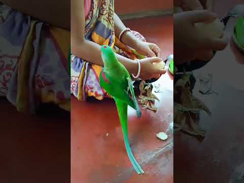 cute parrot 💚❤️