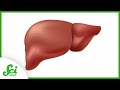 Liver Regeneration and Eruption Prediction