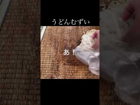 生きるのはもっとむずい。#料理 #ｸﾞﾙﾃﾝ100%うどん　#グルメ