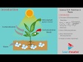 Photosynthesis Concepts and Processes