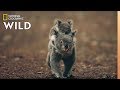 Koala Facts and Conservation