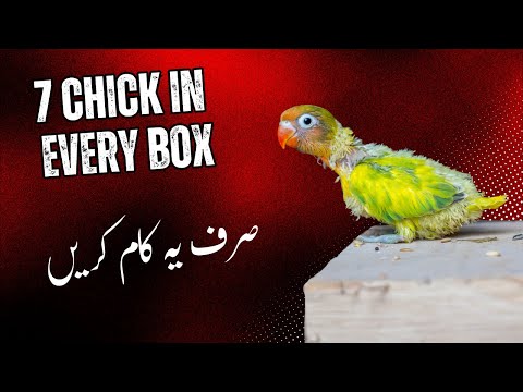 Top 10 Essentials You Must Know Before Breeding Lovebirds budgies and cockatiels
