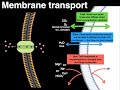 Cell Membrane Transport Mechanisms