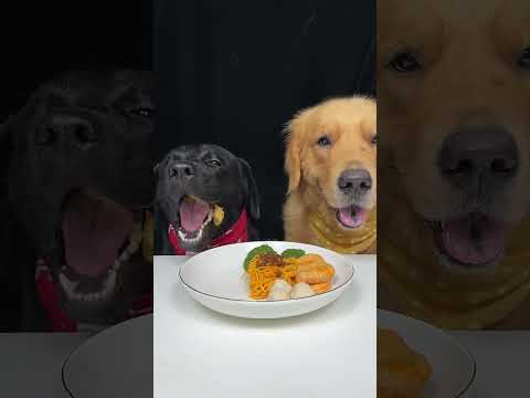 Drool Is Our Love Letter to Food. Golden and Labrador. OMG, It Smells So Good. Cute Pet Debut Plan