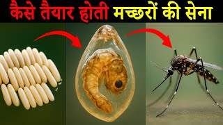 मच्छर का जीवन चक्र | Life Cycle of Mosquito in Hindi