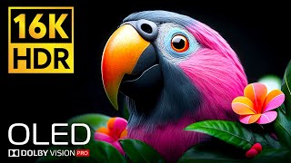 UNBELIEVABLE HDR OLED TEST 16K Video ULTRA HD Dolby Vision (4K 8K TV Demo)