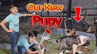 Our New Puppy | Azan Butt Tiger ##cutedog #tiger