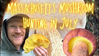 Massachusetts Mushroom Hunting jn July