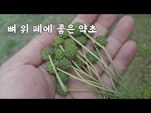 뼈 위 폐에 좋은 열매! '이것' 약해진 뼈 골절을 치료한다