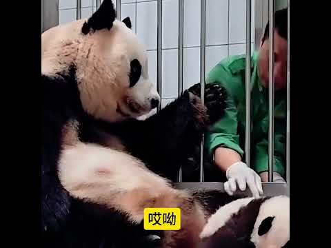 姜爷爷刚摸一下辉宝,谁知辉宝碰瓷了,爱宝深深的看了姜爷爷一眼,仿佛在说,奶爸还好是你要不然#睿宝辉宝#一方水土养一方熊猫#来这吸熊猫#不止我一个想rua大熊猫#熊猫界顶流