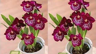 DIY Cara Membuat Bunga Anggrek dari Plastik Kresek - How to Make Orchid Flower from Plastic Bag