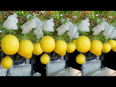 Secret to Growing Sweet, Fruity King Melons – Anyone Who Tries Will Succeed!