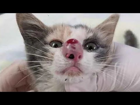 Gigantic Cuterebra Eliminated From Tiny Kitten #518