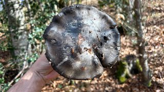 Hygrophorus marzuolus del 22 de febrero de 2026