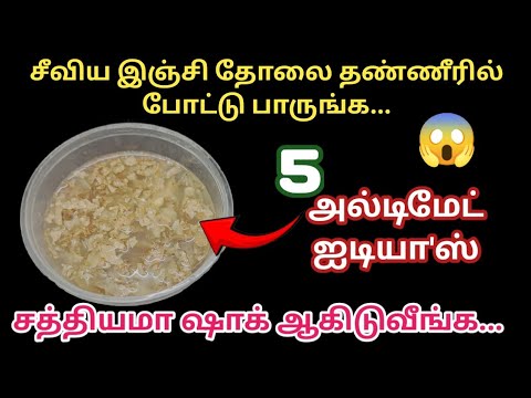 ஒரு துண்டு இஞ்சி இருந்தால் போதும் இனி ஒரு எலி கூட தப்பிக்காது|kitchen tips in tamil|#kitchentips