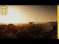 Mustang Behavior and Survival Challenges