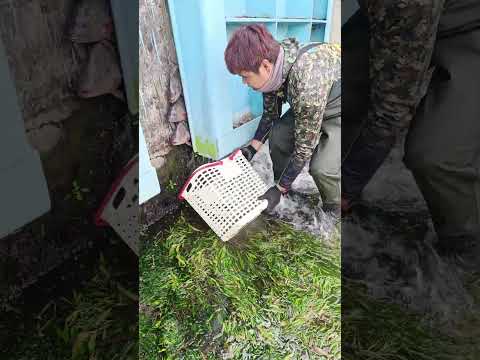 NAIPIT ANG MGA ISDA SA GATE NA DAM #amazing #fishing #trapped