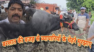 बाकड़ी चेक पास मुर्रा हरियाणा पंजाब नस्ल वाली भैंस मंढीयाई पशु पेठ मै बरसात की वजह से व्यापारी निराश 
