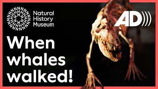 When whales walked on four legs | Surprising Science (Audio Described)