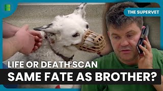 St Bernard Faces Same Fate As Brother After Scan | The Supervet