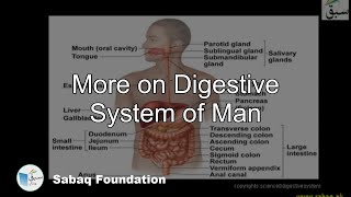 More on Digestive System of Man