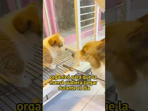 Corgi baby and corgi mother#animals #Foryou #Friendship #Us