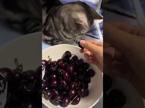 Cats have many uses.