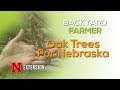Native and Unique Features of Oak Trees