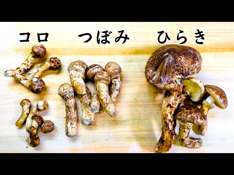 【違い解説】松茸の種類(コロ/つぼみ/ひらき)の特徴と調理方法【松茸ご飯の作り方】