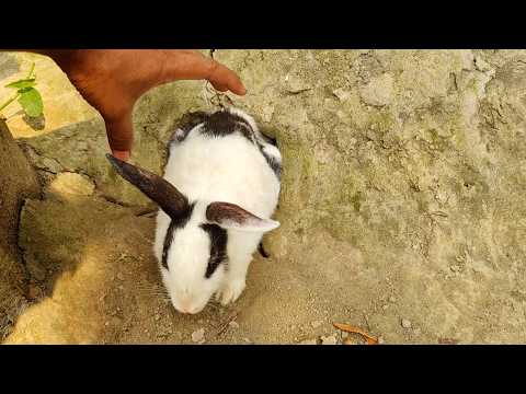 Mother rabbit is protecting her baby bunny | Rabbit Hole - Rabbit House