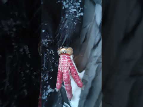 нашли мёртвого голубя с кольцом 💍 на лапе