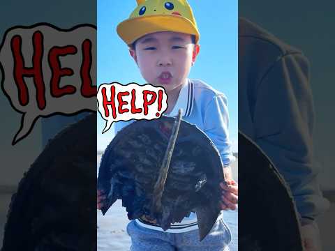 KIDS! 🦀Can We SAVE this GIANT Horseshoe Crab from Danger?!🐚