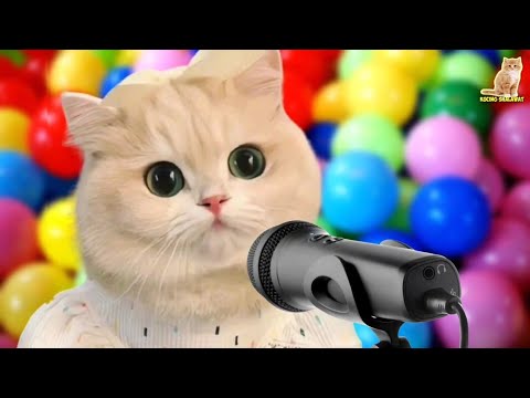 KUCING COVER LAGU MAULANA OPICK | Kucing Sholawat