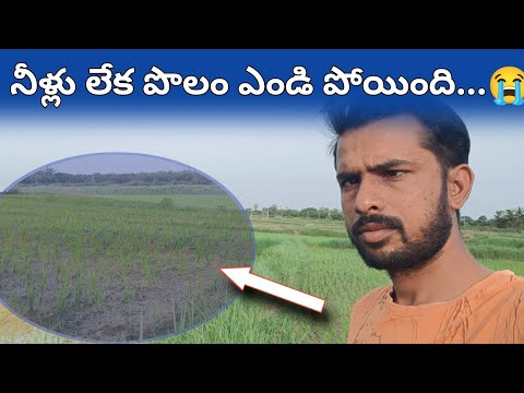 వర్షాలు కురుస్తున్నప్పుడు నాటు వేశాము 🥲 ఇప్పుడు ఎండిపోతుంది