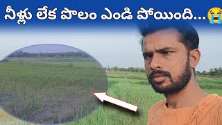 వర్షాలు కురుస్తున్నప్పుడు నాటు వేశాము 🥲 ఇప్పుడు ఎండిపోతుంది