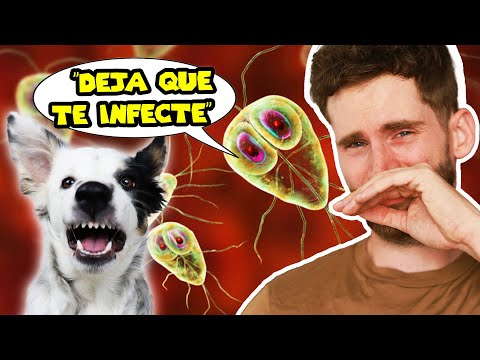 Como proteger a tu perro de parasitos: El Reportaje