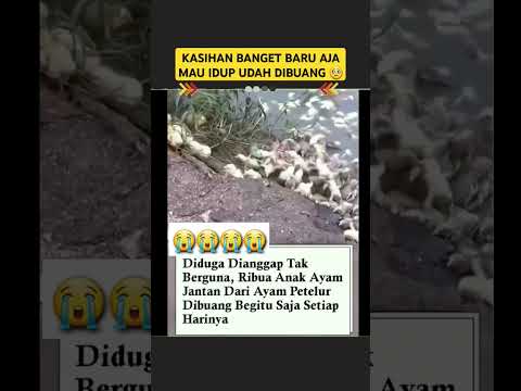 ketika ribuan ayam setiap hari dibuang  😭