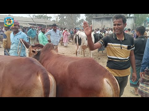 @ আজ ১২ মার্চ"২৫|| খামার উপযোগী কুরবানির দেশাল জাতের দাঁতালো ষাঁড় গরুর কেনা-বেচা খোঁচাবাড়ী হাটে||