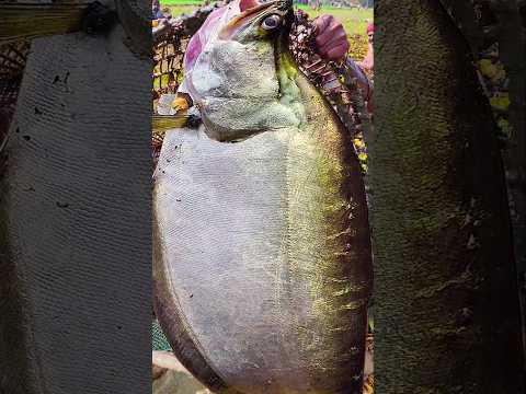 Asian Country Fishing #shorts | Amazing Rural Fishing Video 🐟 Best Asian Fishing Technique #shorts