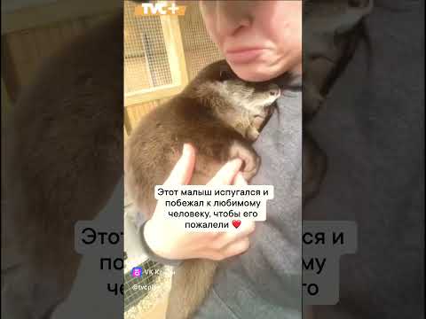 Малышка выдра плачет😢🤍