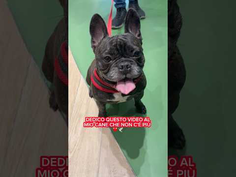 Non ti dimenticheremo mai Cloe❤️ #bulldog #bulldogfrancese #frenchbulldog #dog #dogs #dogshort